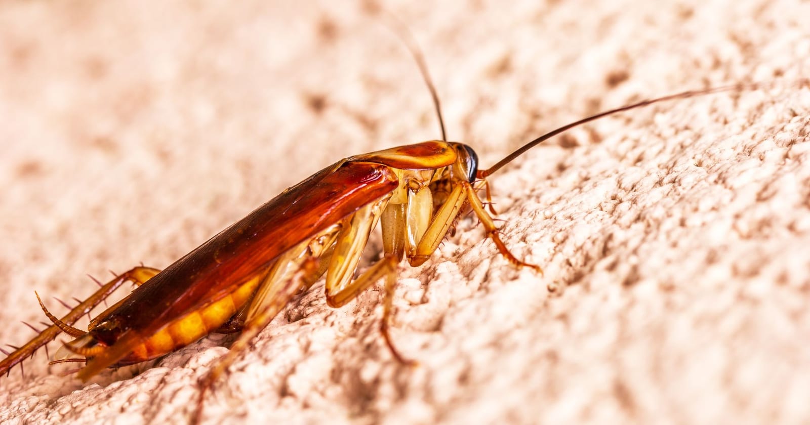 Cockroach & Water Bug Control